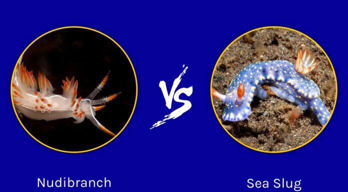 Nudibranch vs Sea Slug: quali sono le loro differenze?
