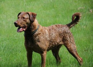 Chesapeake Bay Retriever
