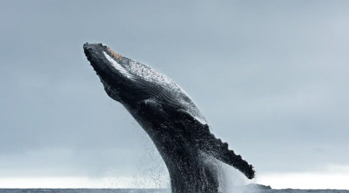 La balena si materializza dal nulla in un salto incredibilmente fotogenico
