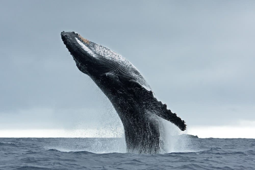 Violazione della balena megattera