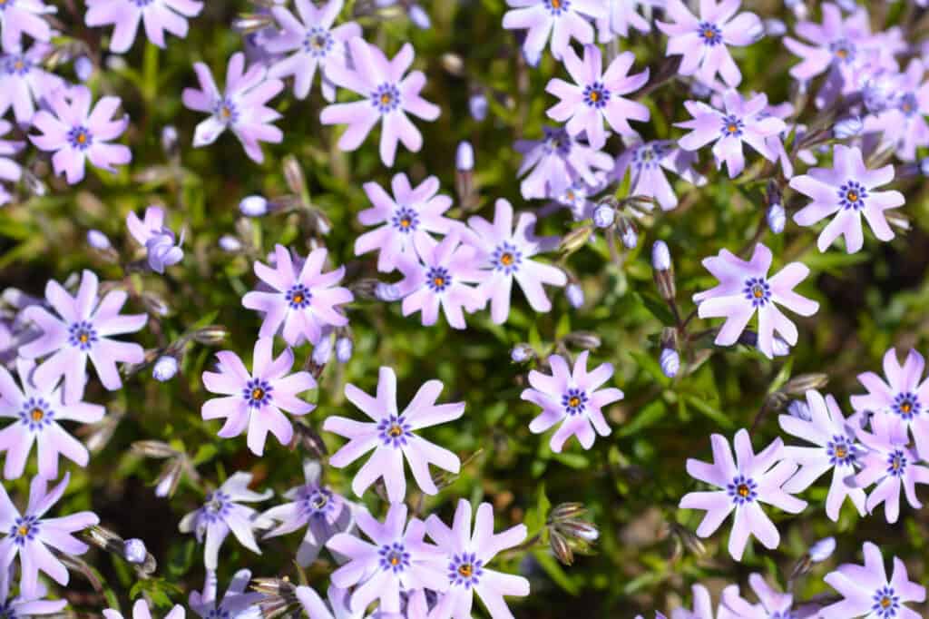 fiori di phlox striscianti viola