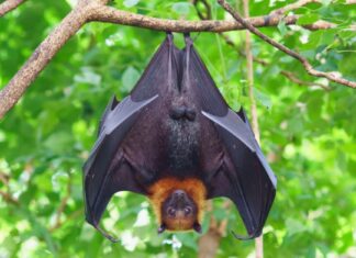 Denti da pipistrello della frutta: tutto ciò che devi sapere
