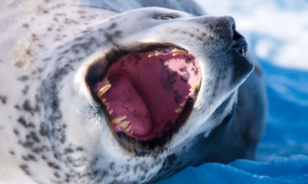 Foca leopardo