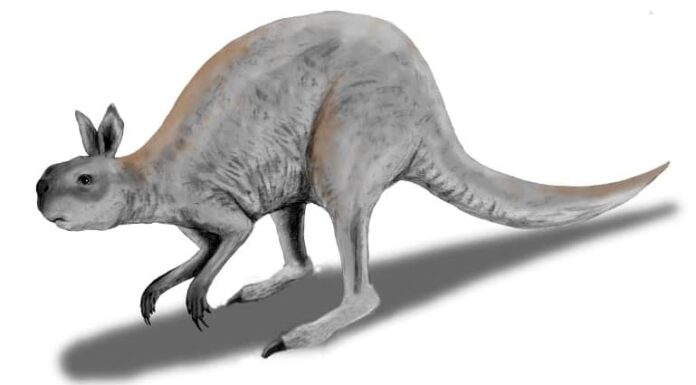 Short-faced kangaroo illustration