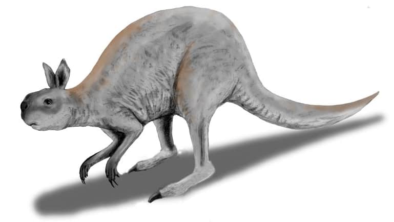 Procoptodon Golia