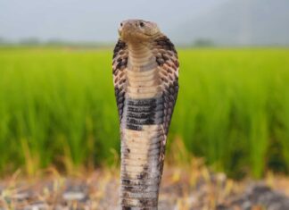 Chinese cobra on white isolated background