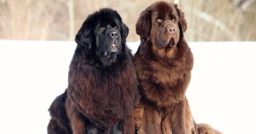 Razze di cani più grandi: Terranova