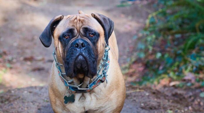 Le 10 razze di cani più dure del mondo
