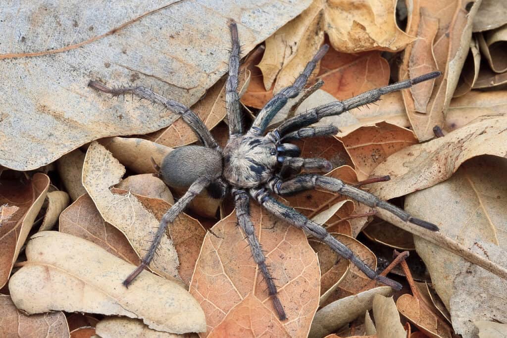 Uno dei più grandi apiders della California è il ragno Calisoga, noto anche come falsa tarantola