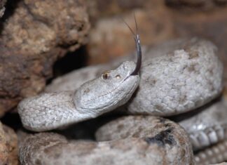 Scopri il velenoso serpente di montagna che vive a 16.000 piedi di altezza
