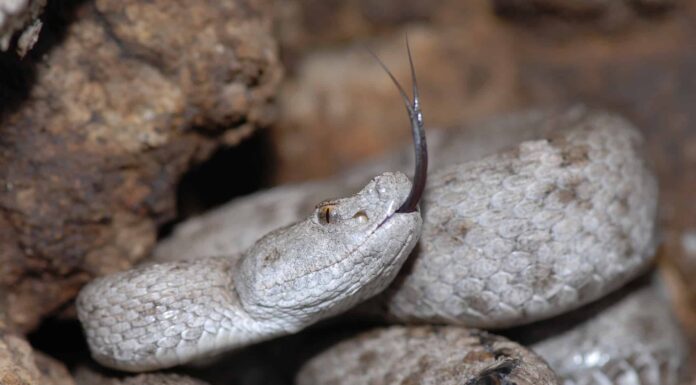 Scopri il velenoso serpente di montagna che vive a 16.000 piedi di altezza
