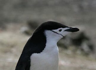 Pinguino sottogola
