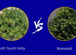 Soft Touch Holly vs Bosso: quali sono le differenze?
