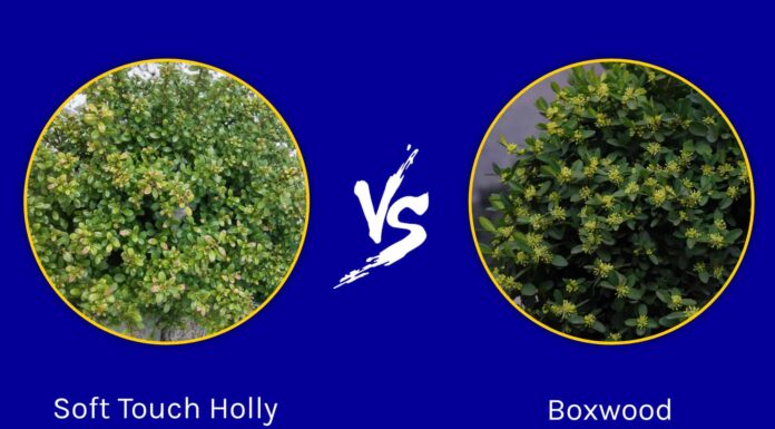 Soft Touch Holly vs Bosso: quali sono le differenze?
