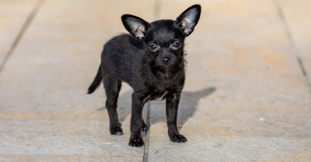 Adorabile piccolo cane ChiPoo all'aperto, Chihuahua Poodle Mix