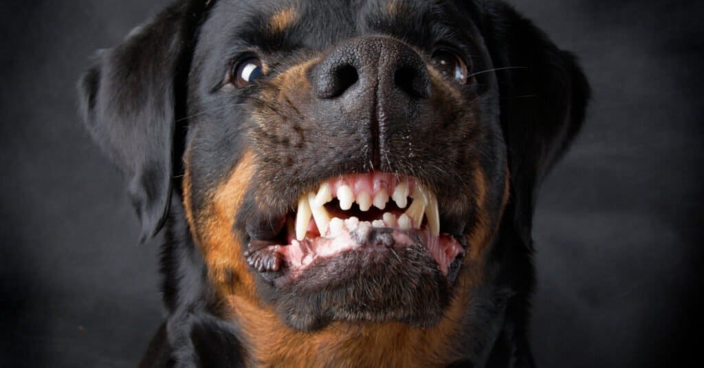 Denti di Rottweiler - Rottweiler