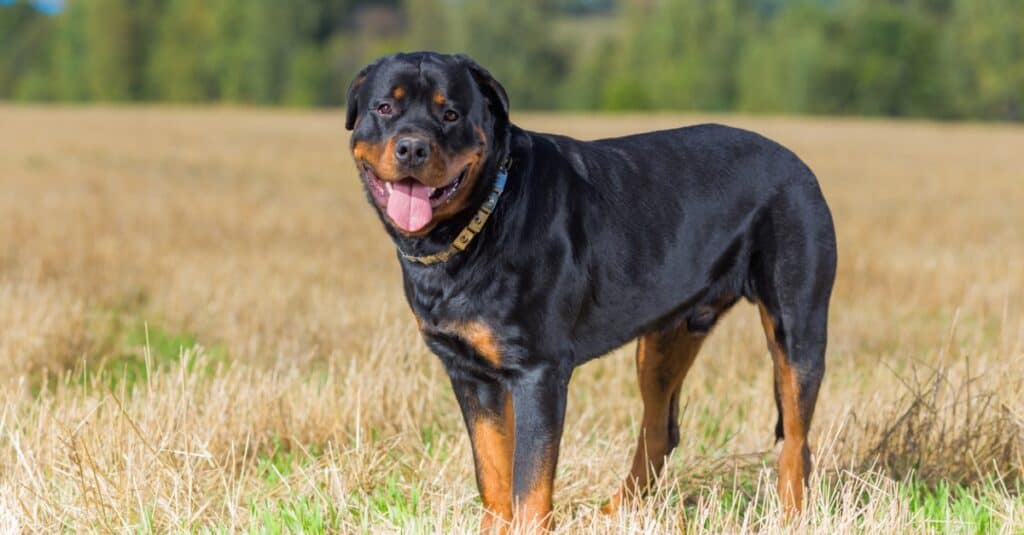 Rottweiler in piedi in campo con la lingua fuori