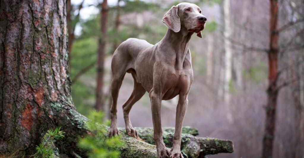 Un cane Weimaraner nel bosco.