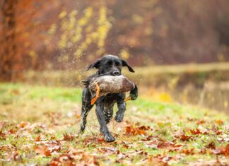 10 tipi di razze di cani da caccia
