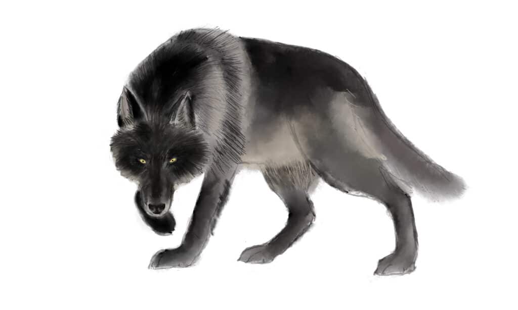 Disegnare il mantello di un lupo