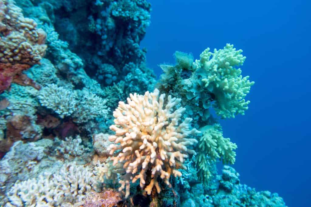 Barriera corallina colorata sul fondo del mare tropicale, corallo bianco, paesaggio sottomarino