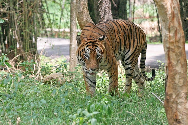 Una tigre del Bengala nel parco nazionale di Bannerghatta a Bangalore