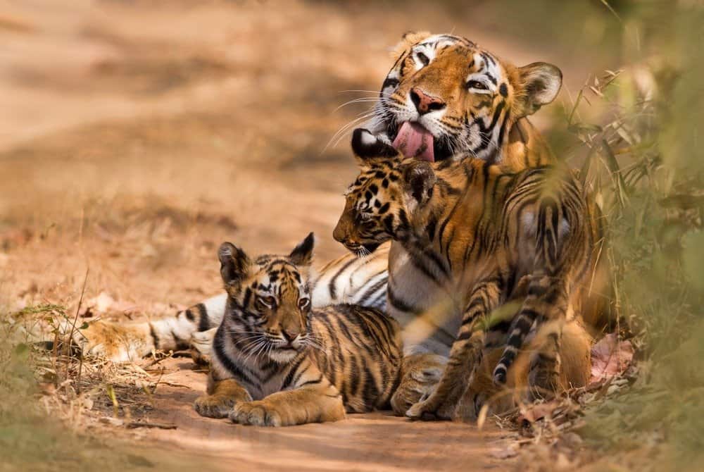 Tigre del Bengala con cucciolo