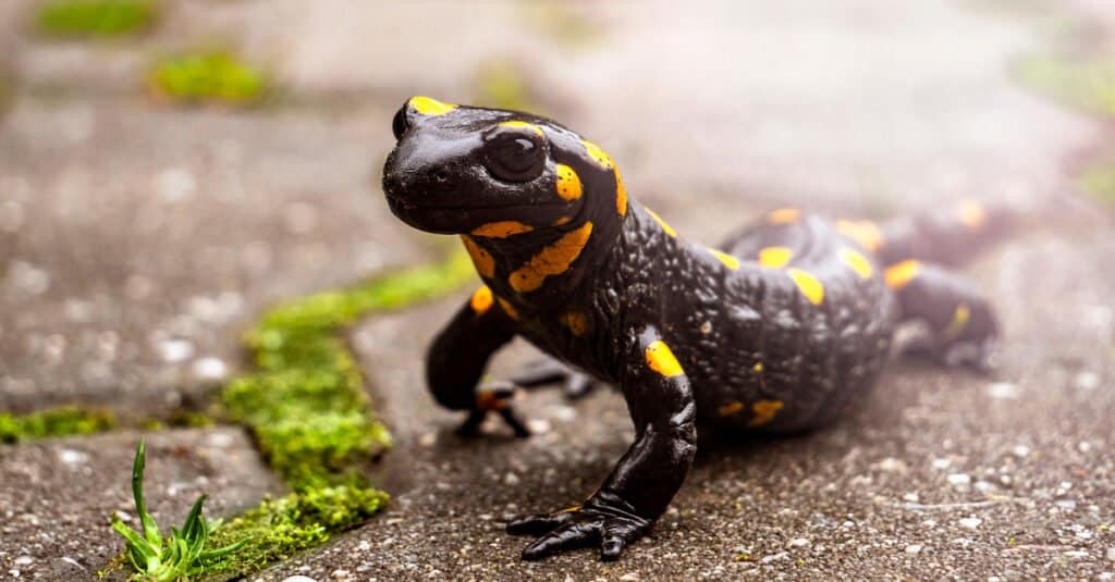 primo piano di una salamandra pezzata - spesso considerata un'ottima opzione per la salamandra da compagnia