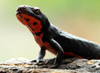 Denti di salamandra: tutto ciò che devi sapere
