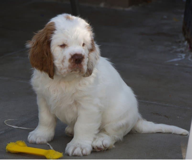 La dolcezza di un cucciolo di Clumber Spaniel