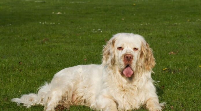 Clumber Spaniel
