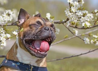 Denti Bulldog francese: tutto ciò che devi sapere
