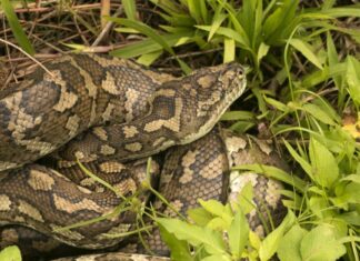 Coastal carpet python - Morelia spilota mcdowelli