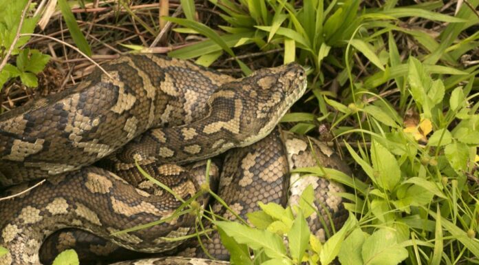 Coastal carpet python - Morelia spilota mcdowelli