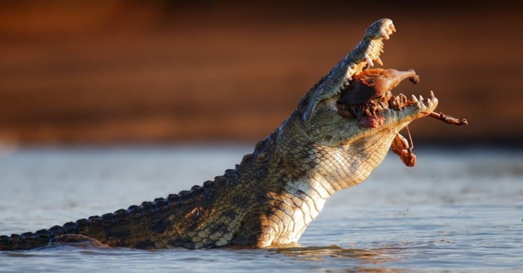 L'animale più spaventoso del mondo: il coccodrillo del Nilo