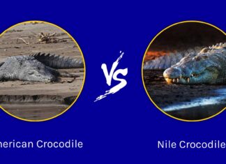 Coccodrillo americano contro coccodrillo del Nilo: quali sono le differenze?
