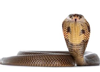 Cobra
