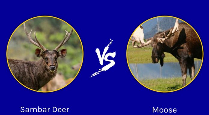 Sambar Deer vs Moose
