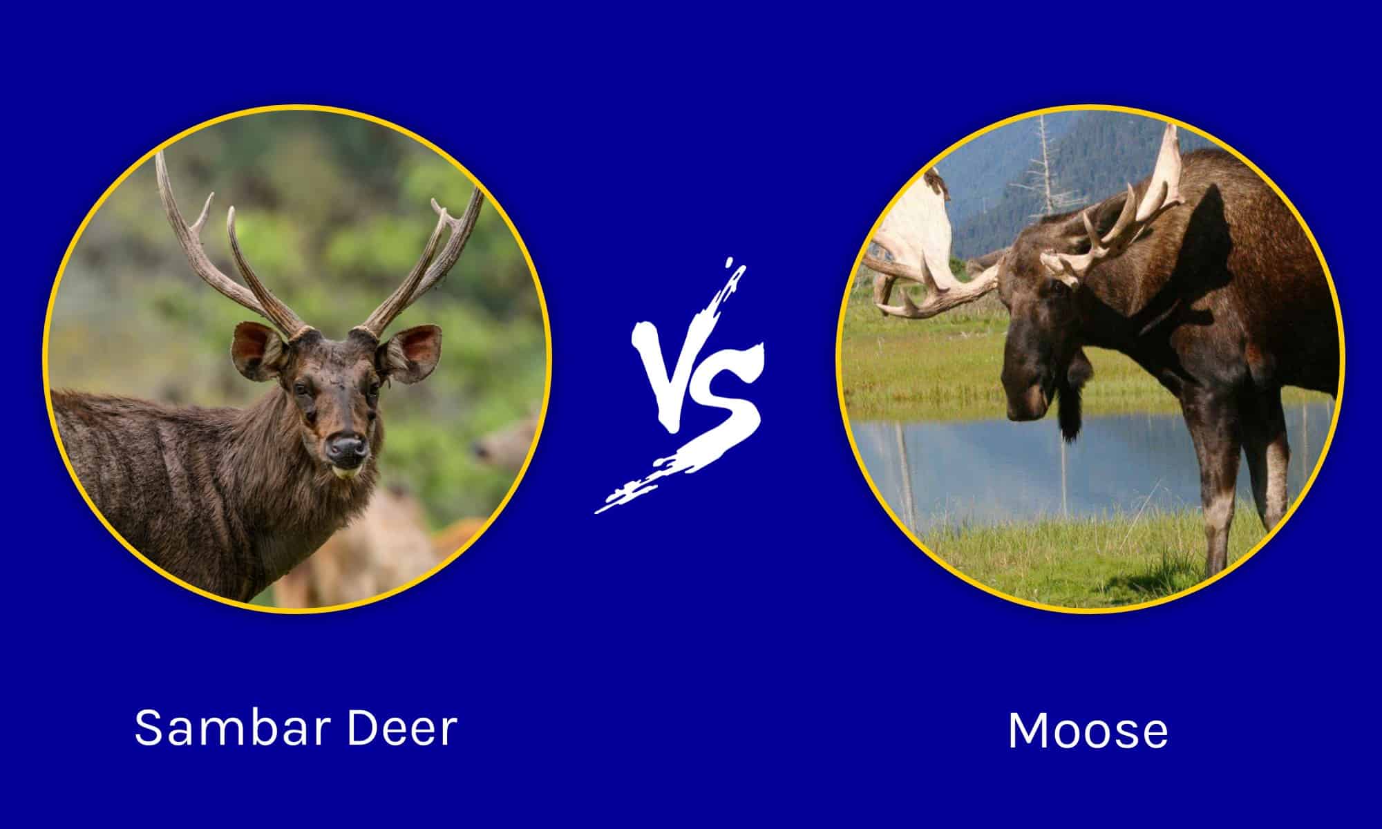 Sambar Deer vs Moose