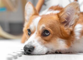 Quanto spesso il tuo cane dovrebbe fare la cacca (cucciolo, adulto, anziano) e quando preoccuparsi?
