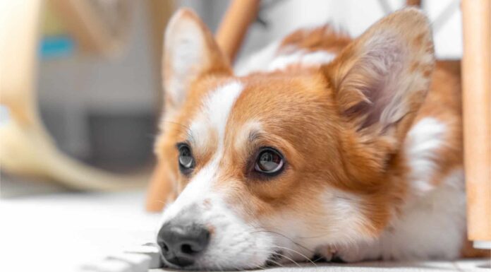 Quanto spesso il tuo cane dovrebbe fare la cacca (cucciolo, adulto, anziano) e quando preoccuparsi?
