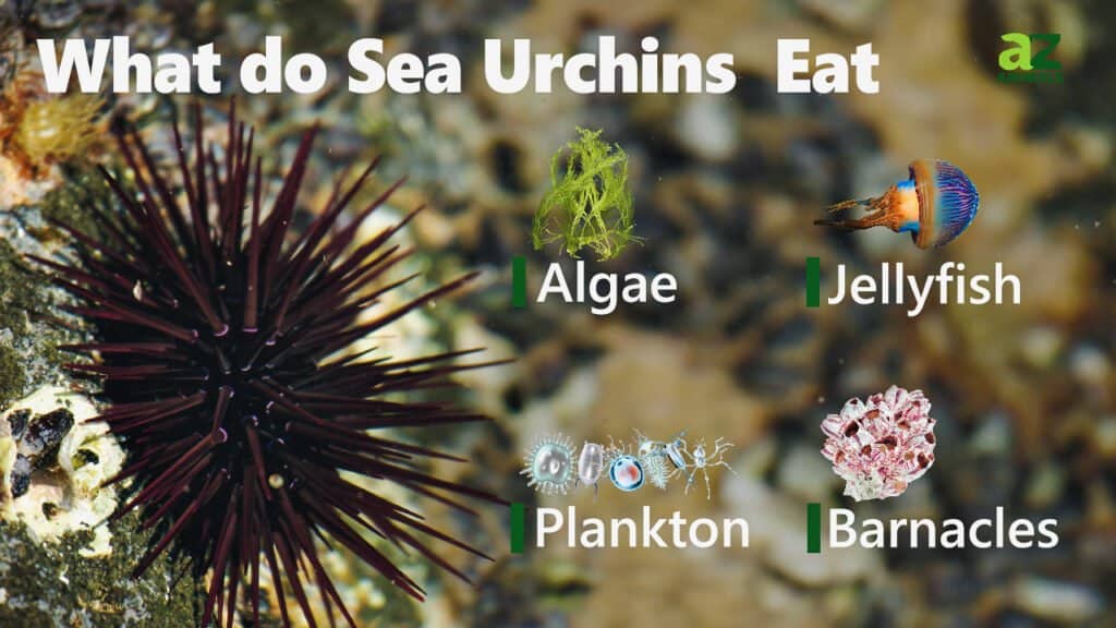 Cosa mangiano i ricci di mare