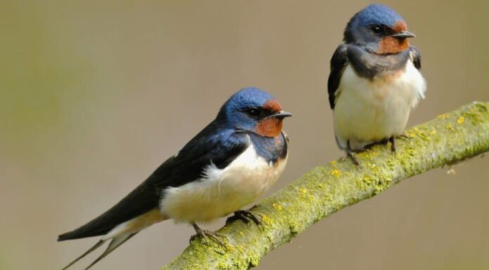 A The Best Nest Boxes Birds Will Actually Use for 2022