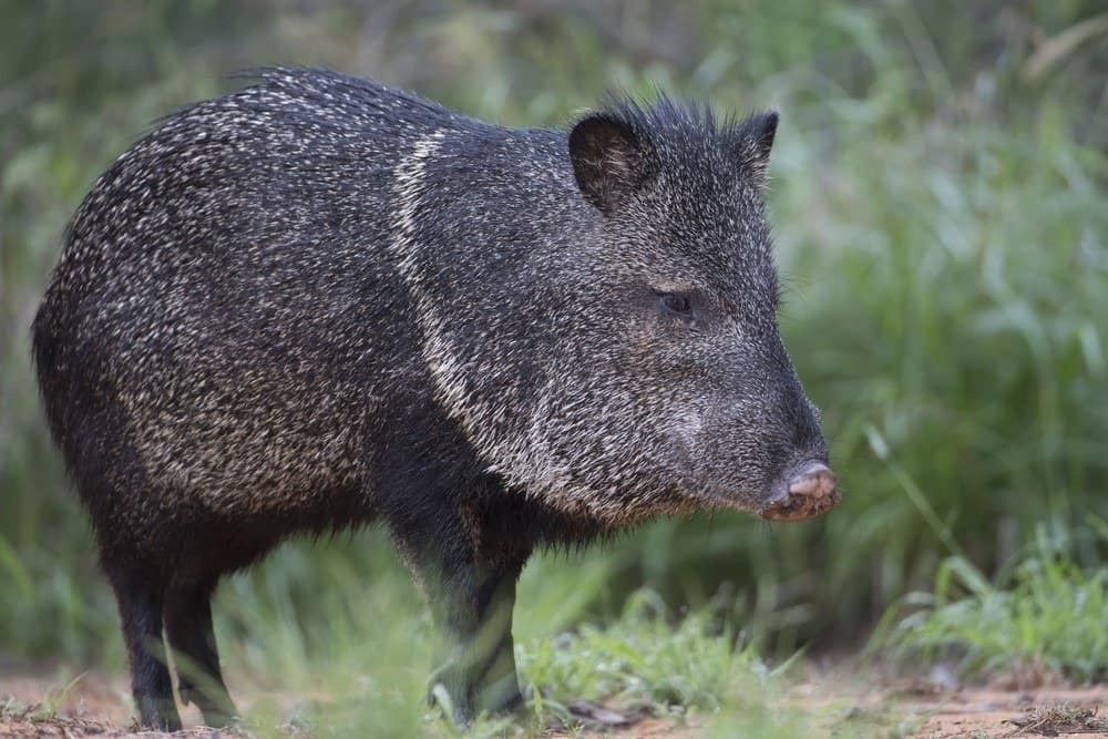 Pecari dal collare nella valle del Rio Grande del Texas meridionale