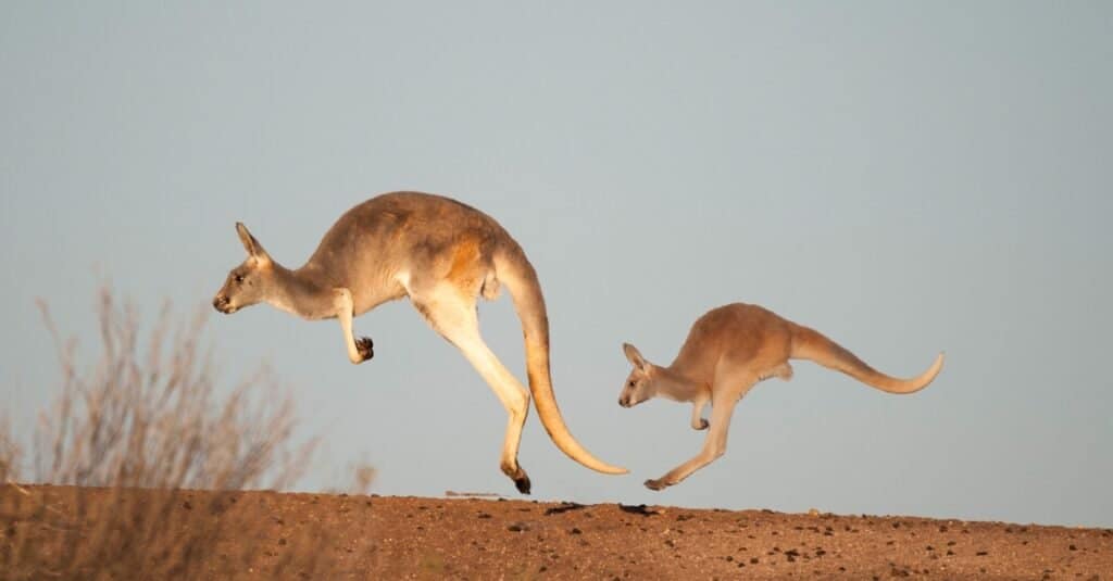 baby-canguro-hopping