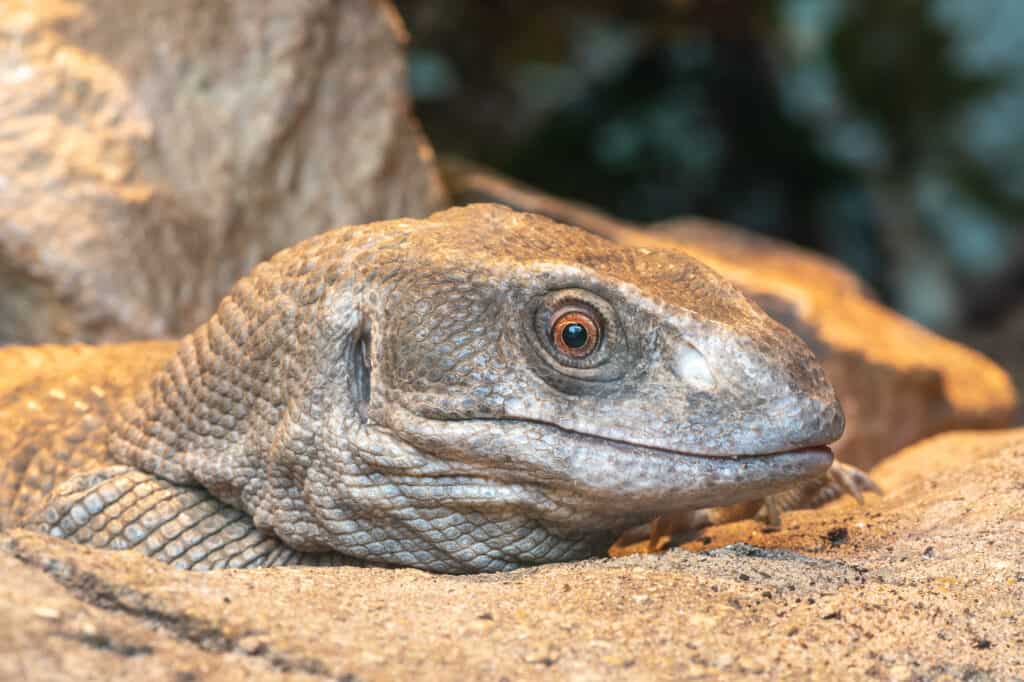 Monitor della savana (varanus exanthematicus)