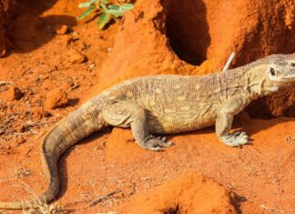 The savannah monitor lizard (Varanus exanthematicus) is a medium-sized species of monitor lizard native to Africa.