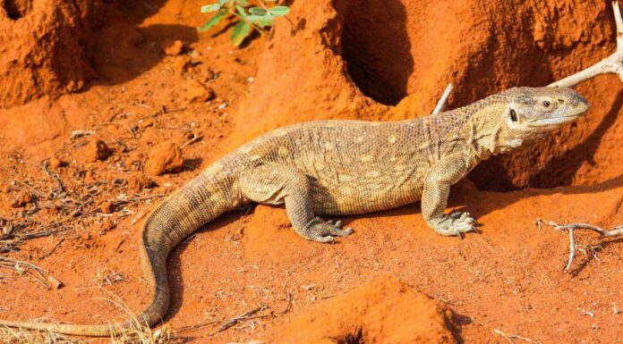 The savannah monitor lizard (Varanus exanthematicus) is a medium-sized species of monitor lizard native to Africa.