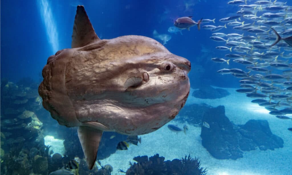 Sunfish sott'acqua da vicino.  I mola mola sono forse il pesce osseo più grande del mondo.