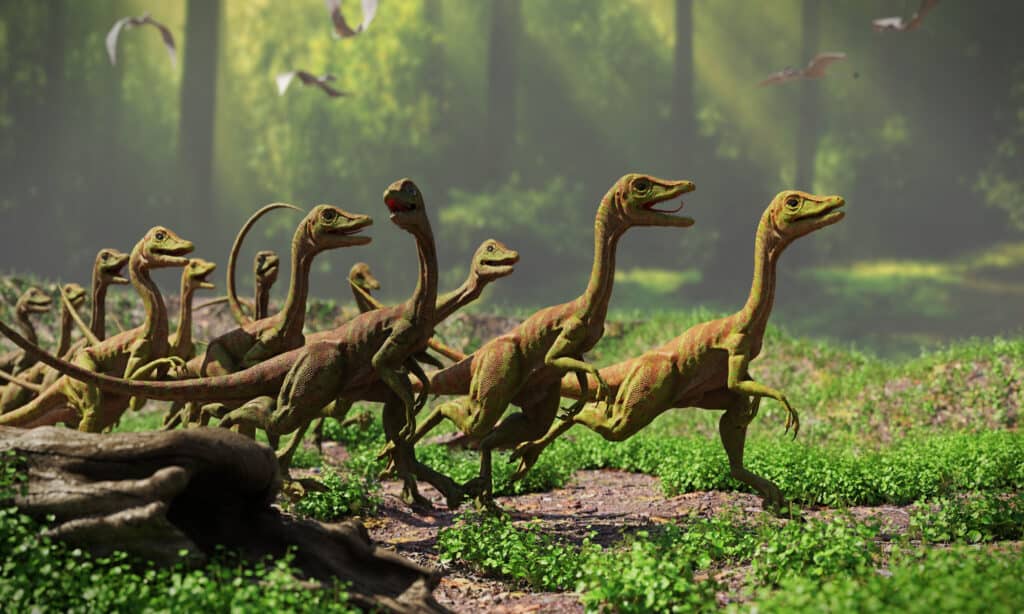 Uno dei dinosauri più intelligenti era il compsognathus